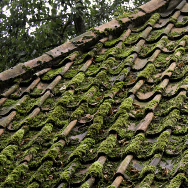 Moos- & Algenentfernung